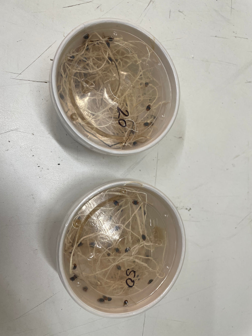 plastic containers containing grass and cryptolaemus