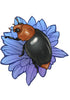 illustration of cryptolaemus the mealybug destroyer on a flower