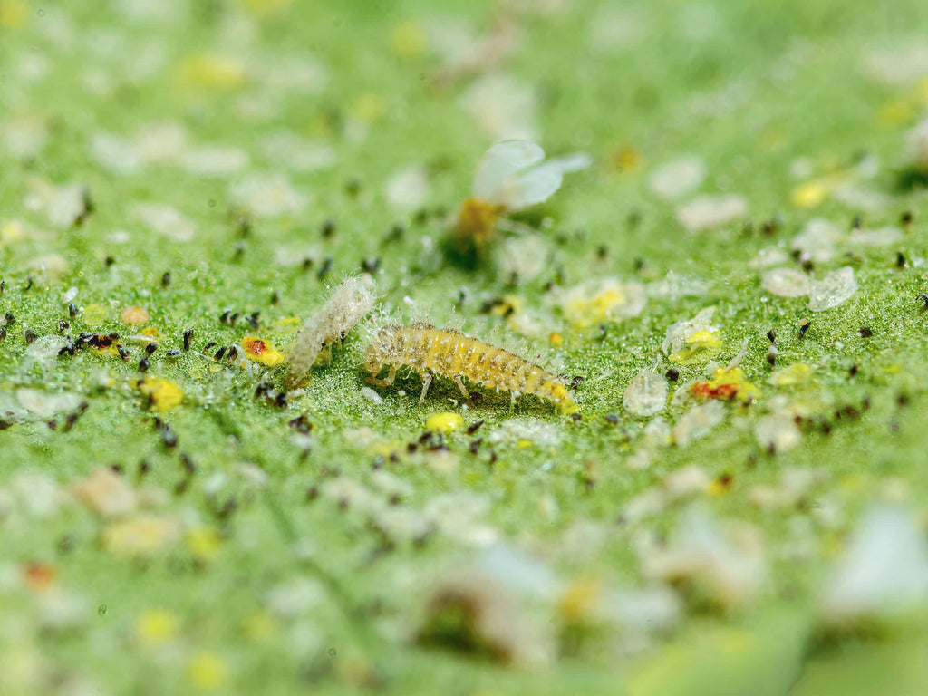 Delphastus catalinae larva