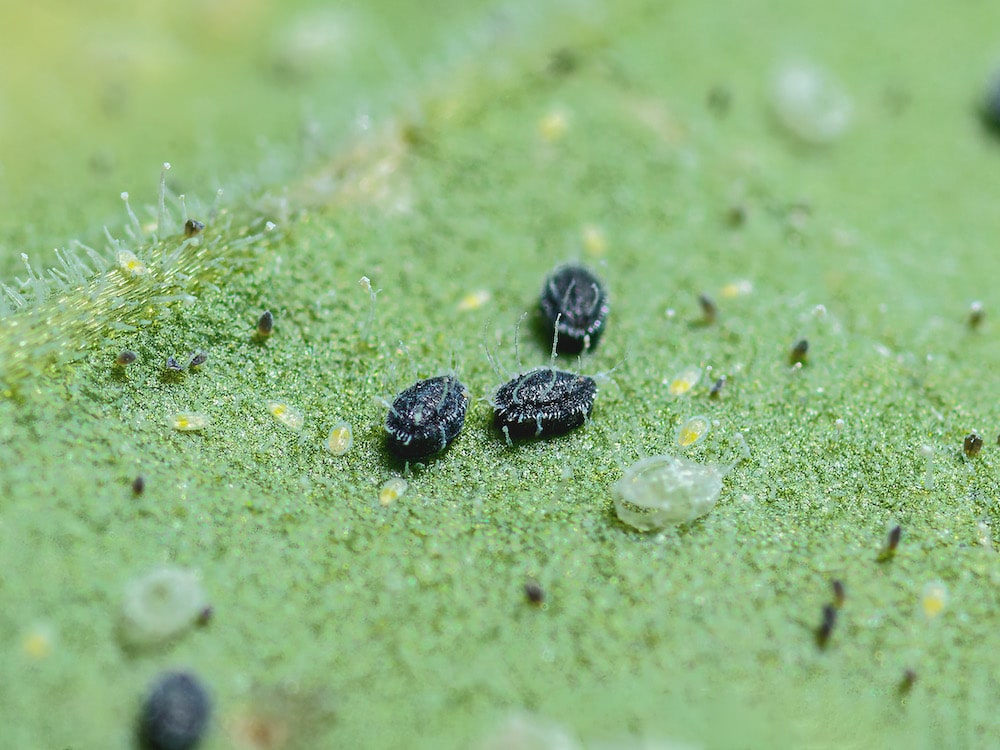 Parasitized whitefly pupae by Encarsia