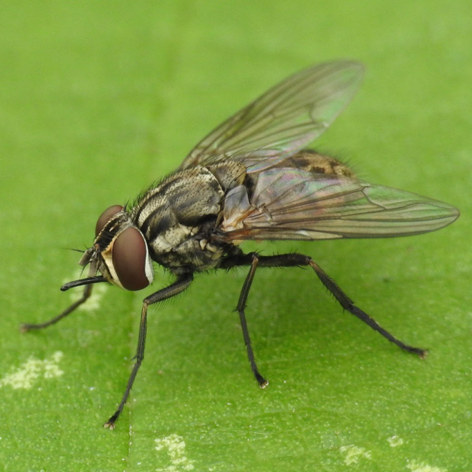 Fly Parasites |  sound-horticulture.myshopify.com