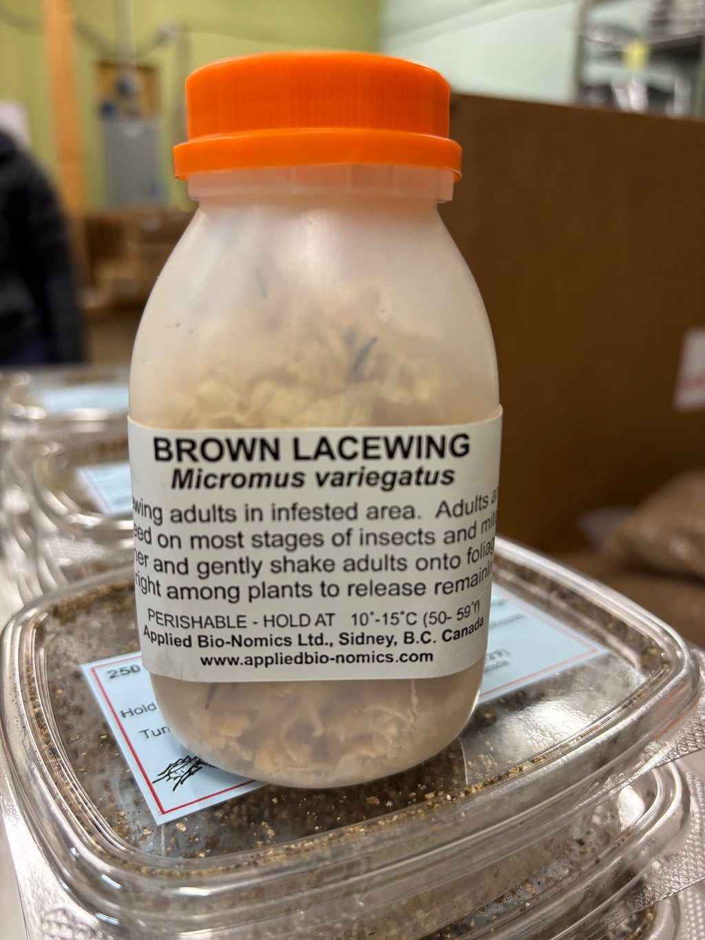 bottle of brown lacewings