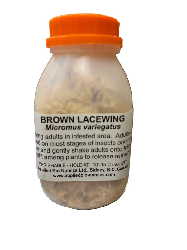 bottle of brown lacewings