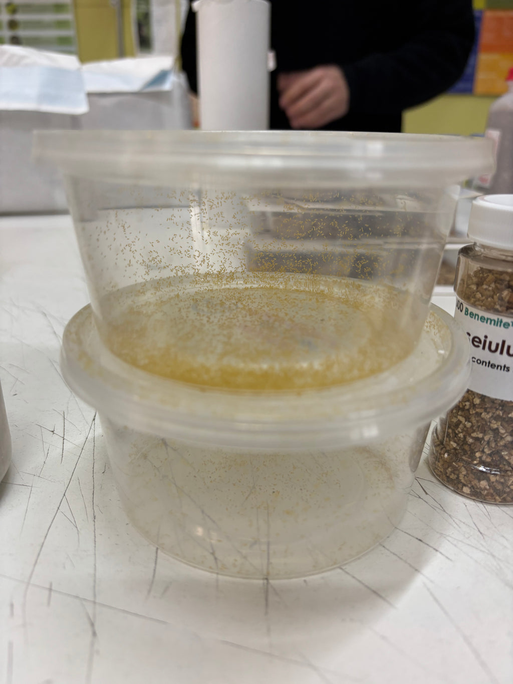 plastic container containing predator Aphytis melinus