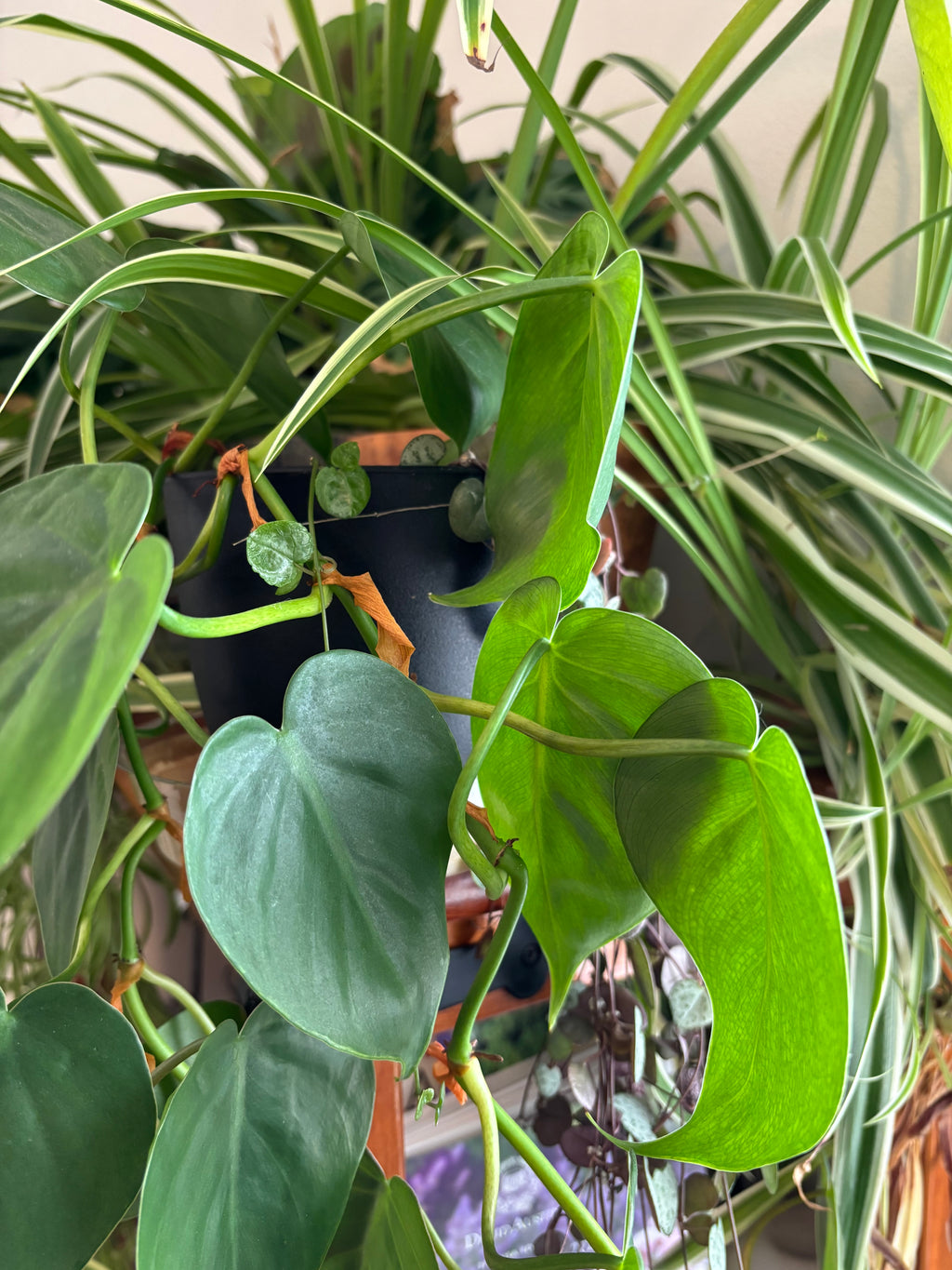 houseplants 