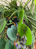 houseplants 