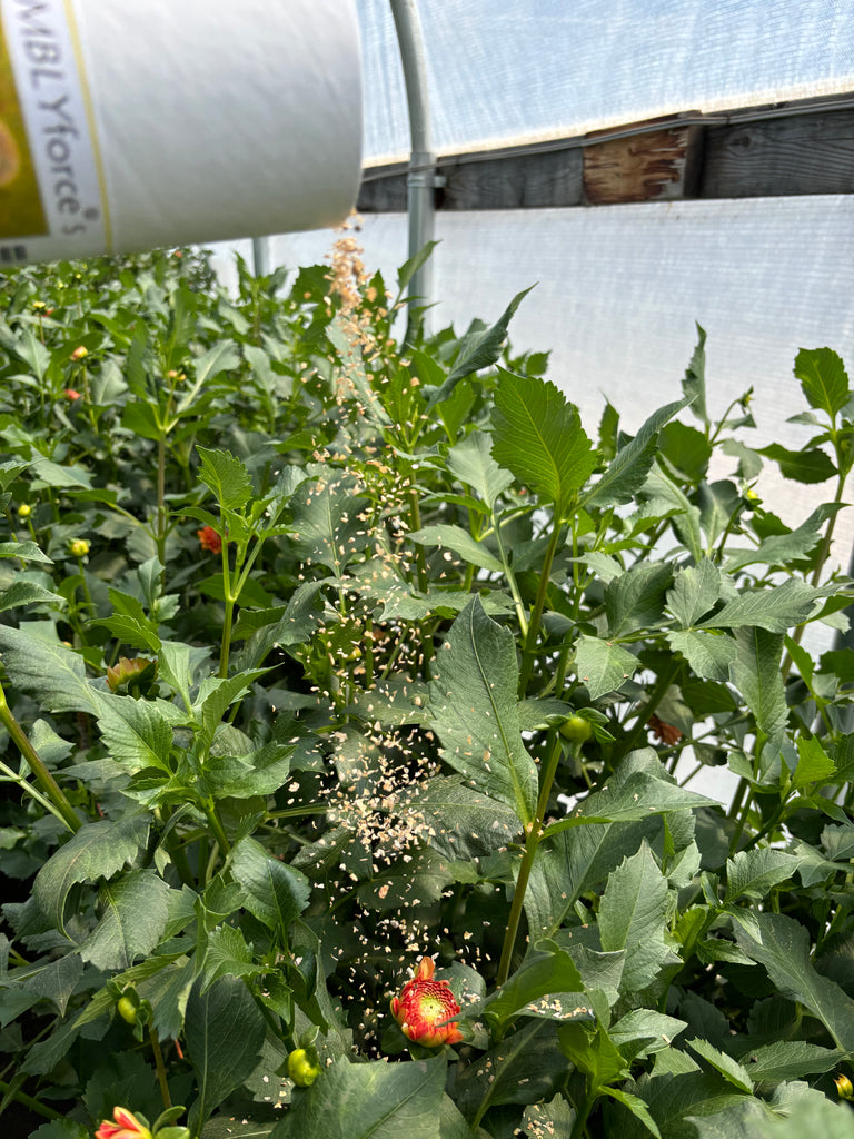 Release Instructions