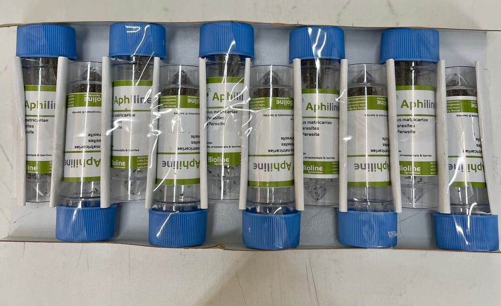 bottles with aphidius matricariae biotin