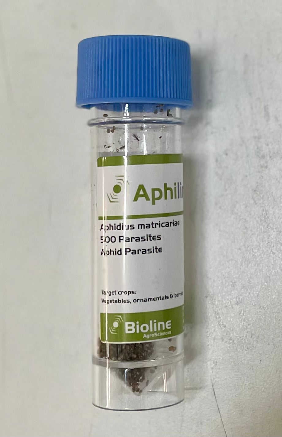 Container of Aphidius matricariae parasites with Bioline label on a light gray background
