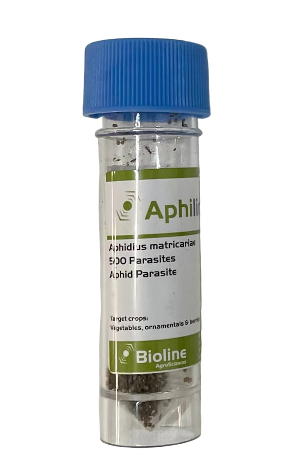 Container of Aphidius matricariae parasites with Bioline label on a light gray background
