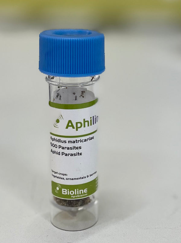 Clear container with blue cap labeled 'Aphilin' on a light background