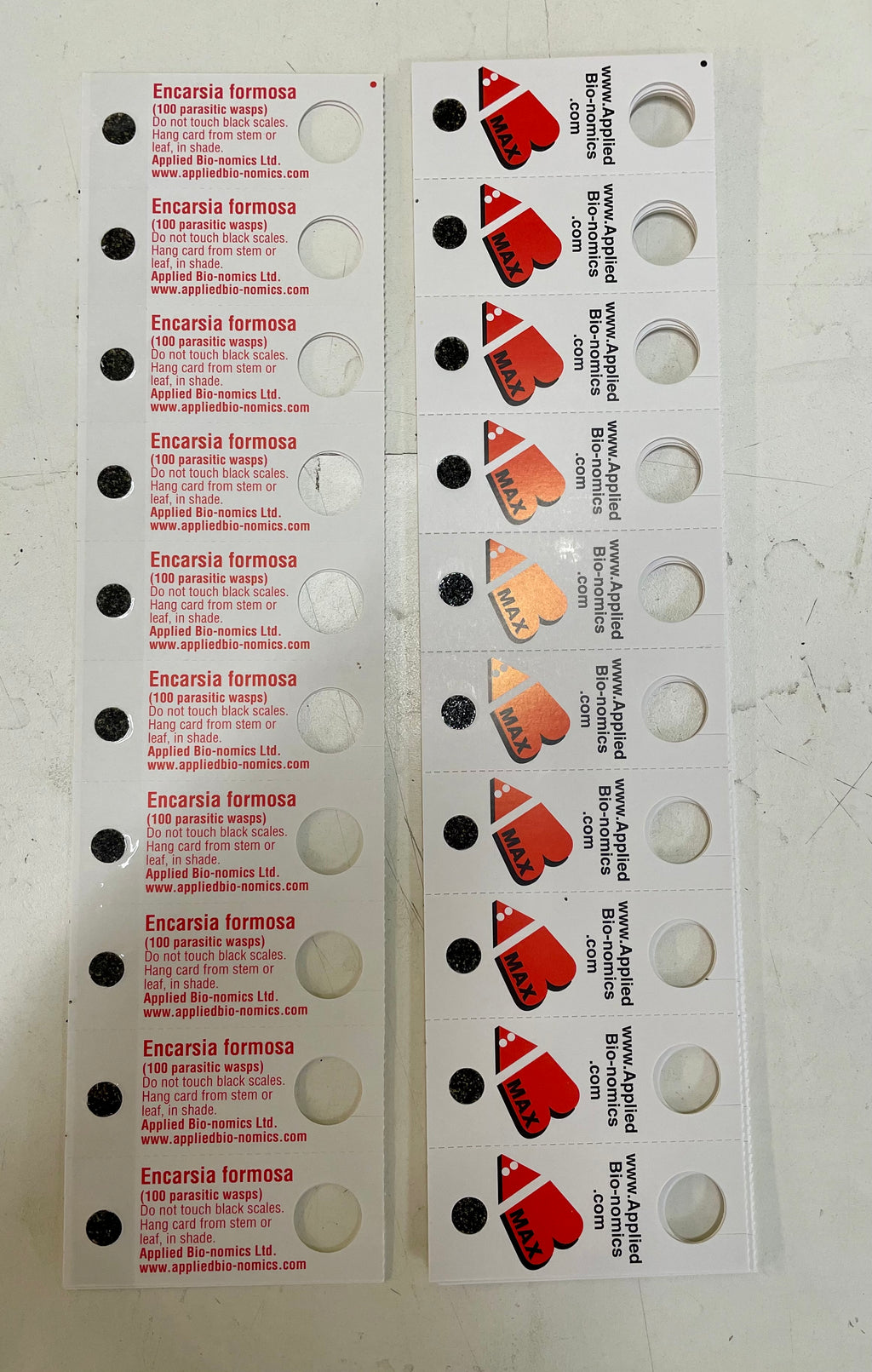 White cards with Encarsia formosa