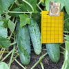 Cucumber Beetle Trap and Lure |  sound-horticulture.myshopify.com