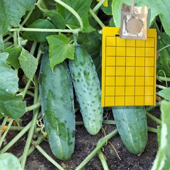 Cucumber Beetle Trap and Lure |  sound-horticulture.myshopify.com