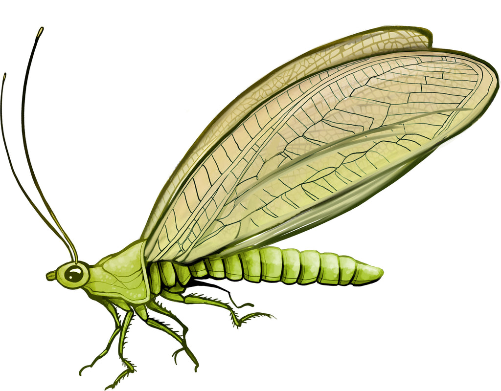 illustration of a green lacewing