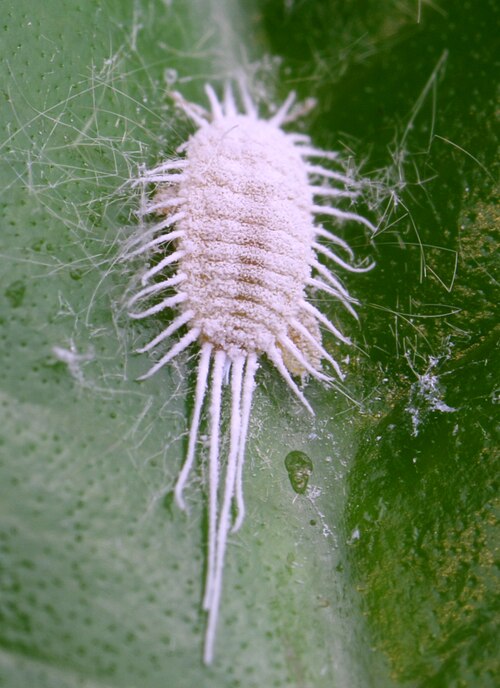 long tailed mealybug