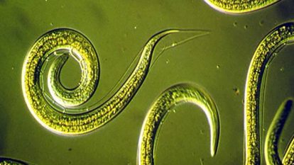 Beneficial nematodes