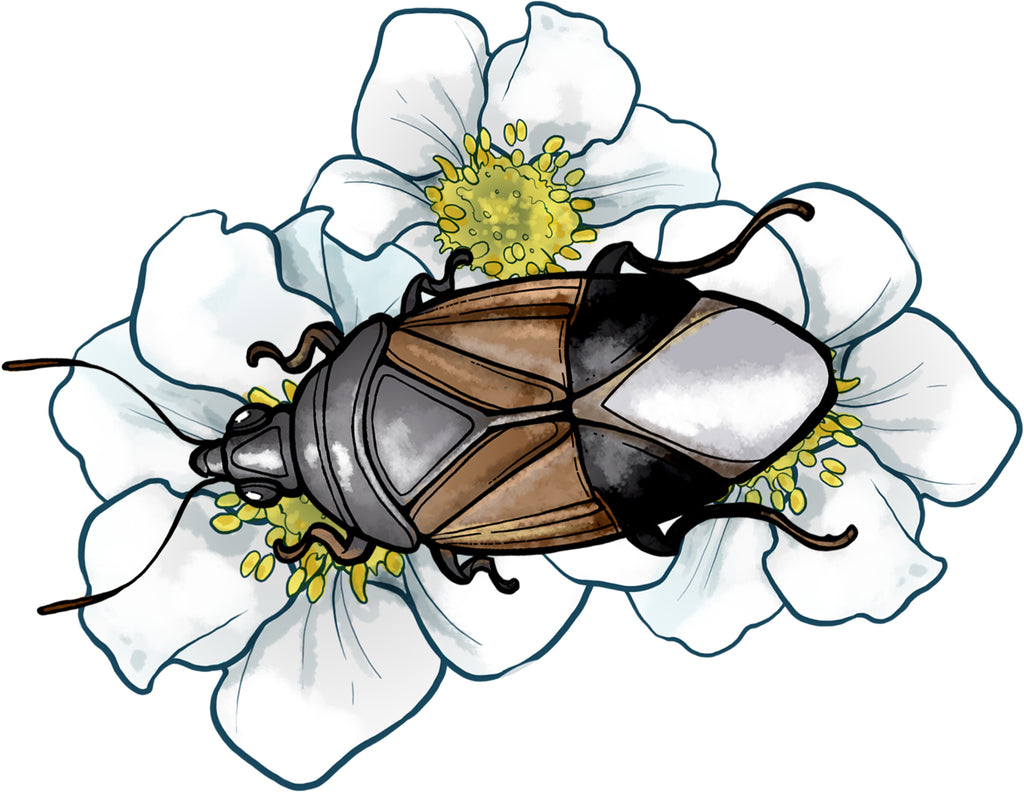 illustration of the minute pirate bug orius on a flower