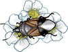 illustration of the minute pirate bug orius on a flower