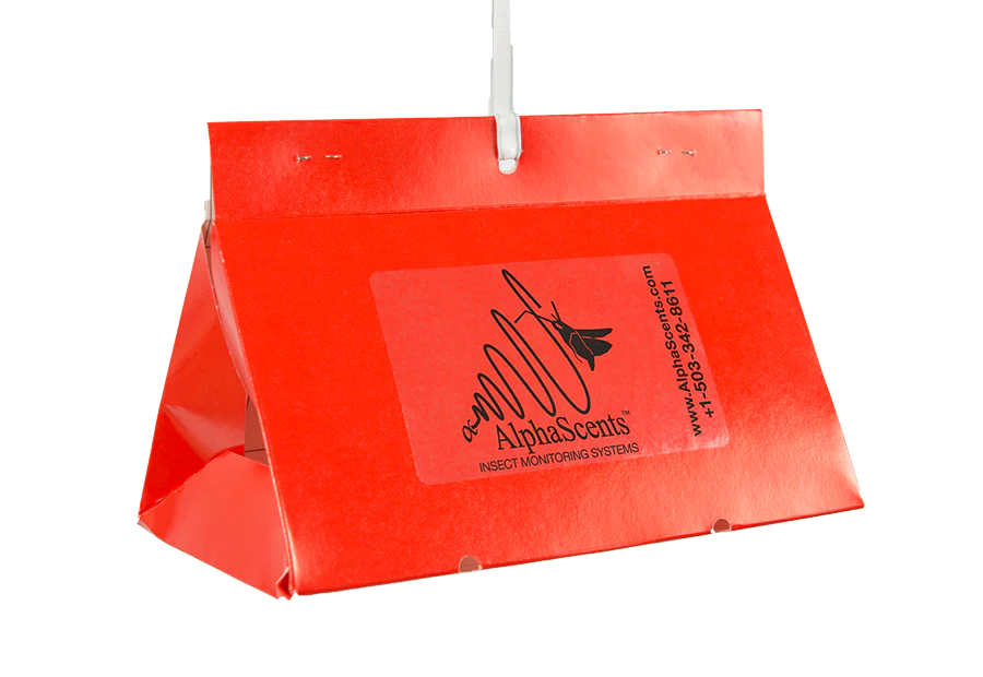 Paper Red delta insect trap 