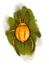 illustration of a predatory mite, persimilis
