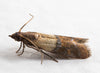 Pantry Moth Trap 3-Pack |  sound-horticulture.myshopify.com