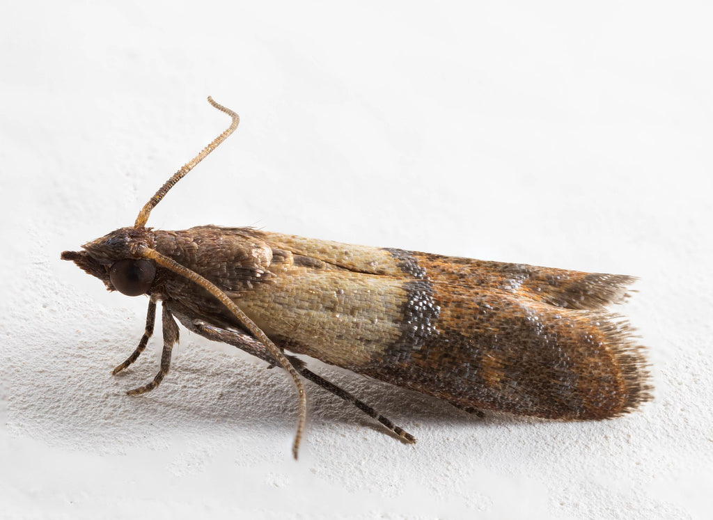 Pantry Moth Control Services, - Pantry Moth Exterminators
