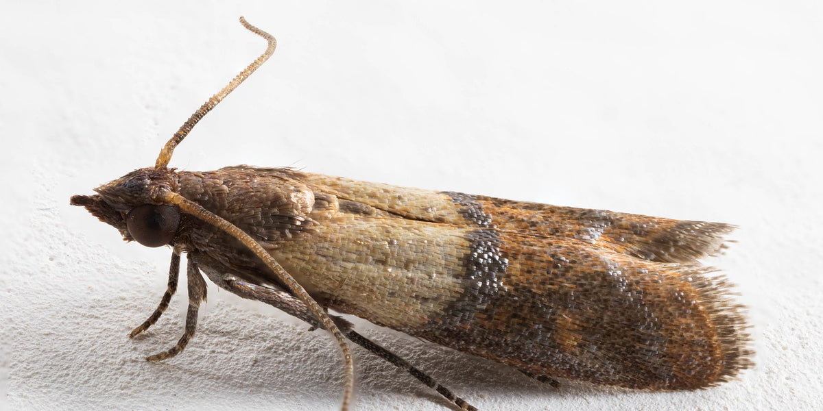 Pantry Moth Traps - Plantura Shop – Plantura UK