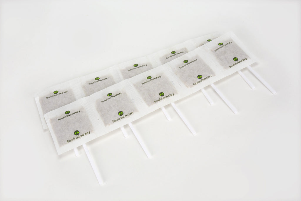 predatory mite sachets on sticks