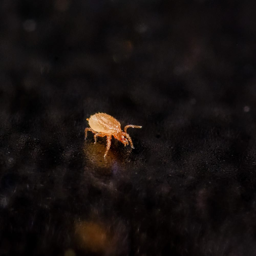 Stratiolaelaps predatory soil mite