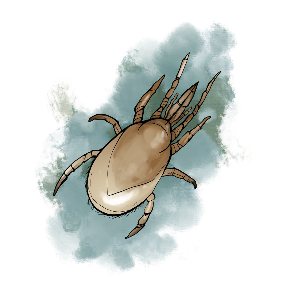 illustration of stratiolaelaps mite