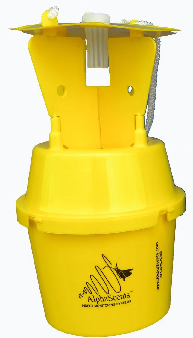 yellow trap for japanese beetle