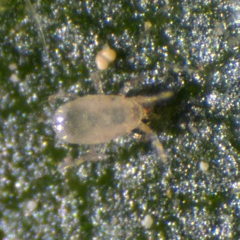 Amblyseius swirskii - Thrips/Whitefly Control |  sound-horticulture.myshopify.com