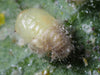 Delphastus pusillus pupa