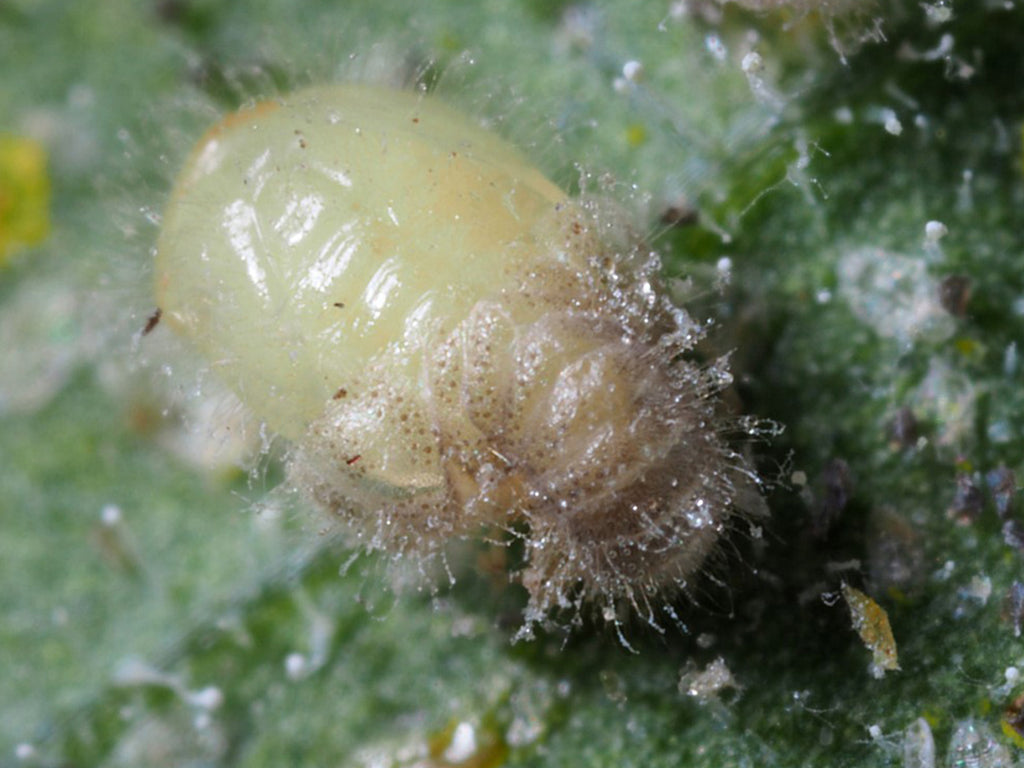 Delphastus pupa