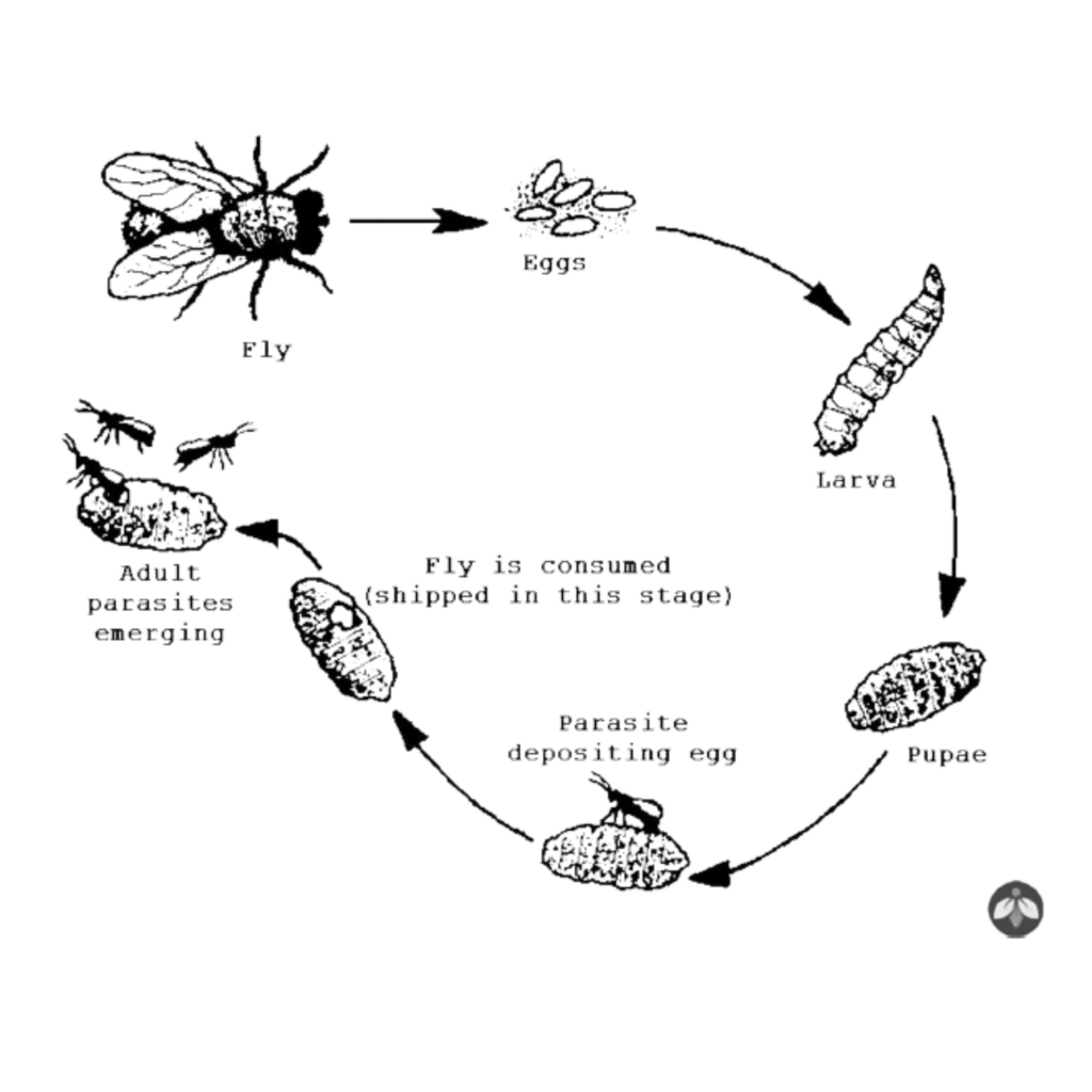 Fly Parasites |  sound-horticulture.myshopify.com