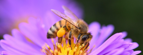 Honey bee on a purple flower with a blurred background
