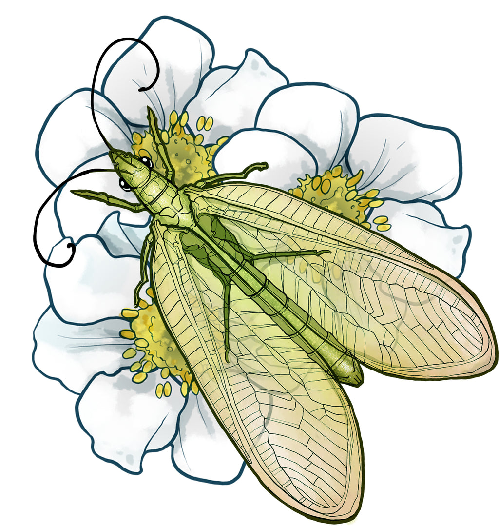 illustration of green lacewing insect on flower