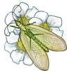 illustration of green lacewing insect on flower