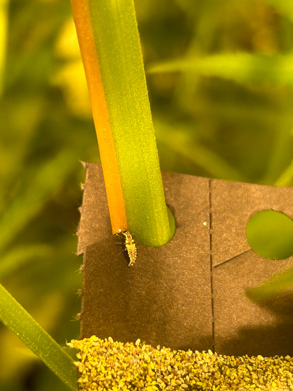 lacewing larvae feeding on wheast