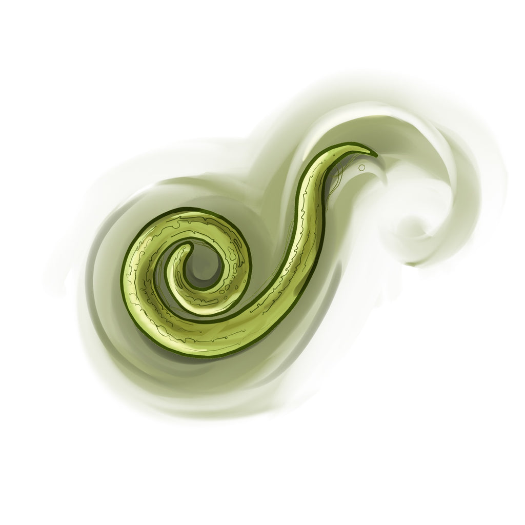 illustration of a beneficial nematode round worm