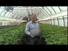 Amblyseius fallacis mites with Applied Bionomics - video