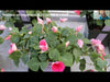 Velifer video from BASF