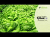 Pyganic technical video