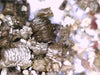 Amblyseius fallacis mites - sound horticulture