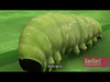 XenTari biological insecticide mode of action video
