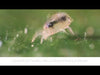 Grandevo pesticide in action video