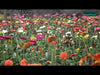 Captiva Prime insecticide video