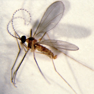 Aphidoletes adult