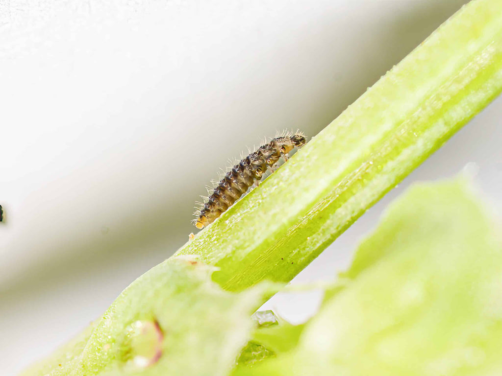 Stethorus punctillum larva